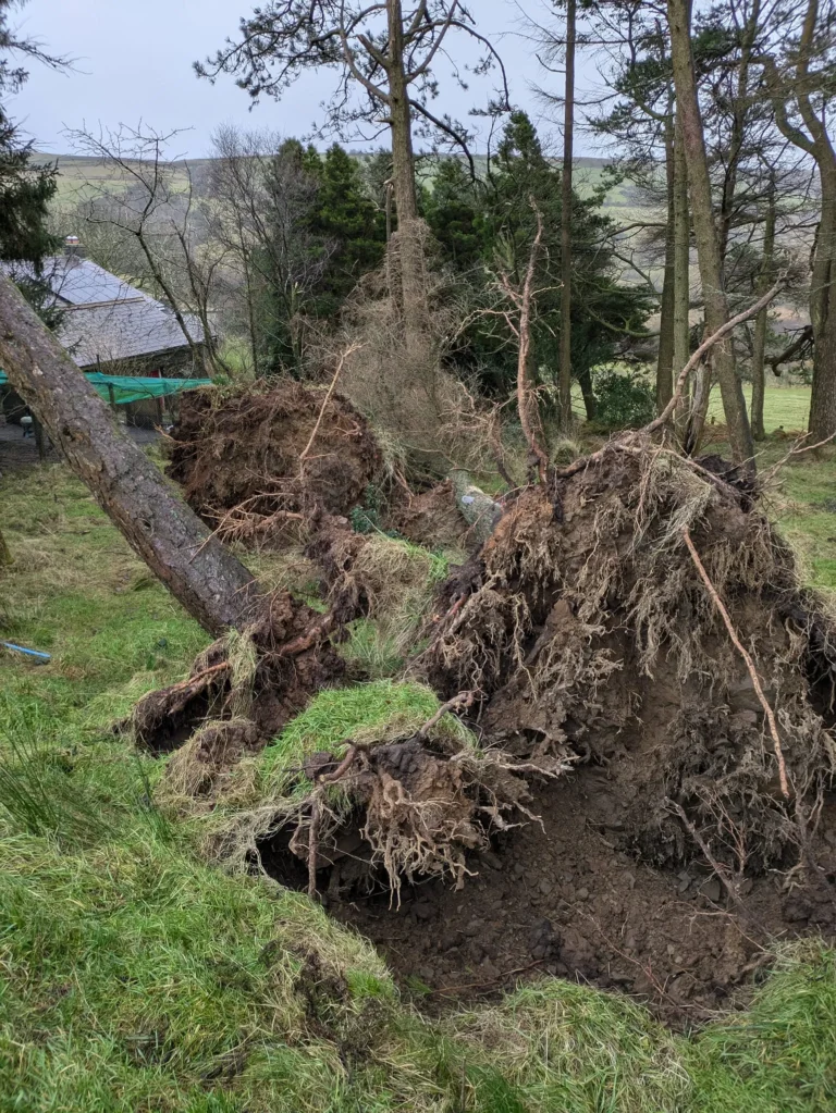 Damage from sotrm darrgh in Swansead
