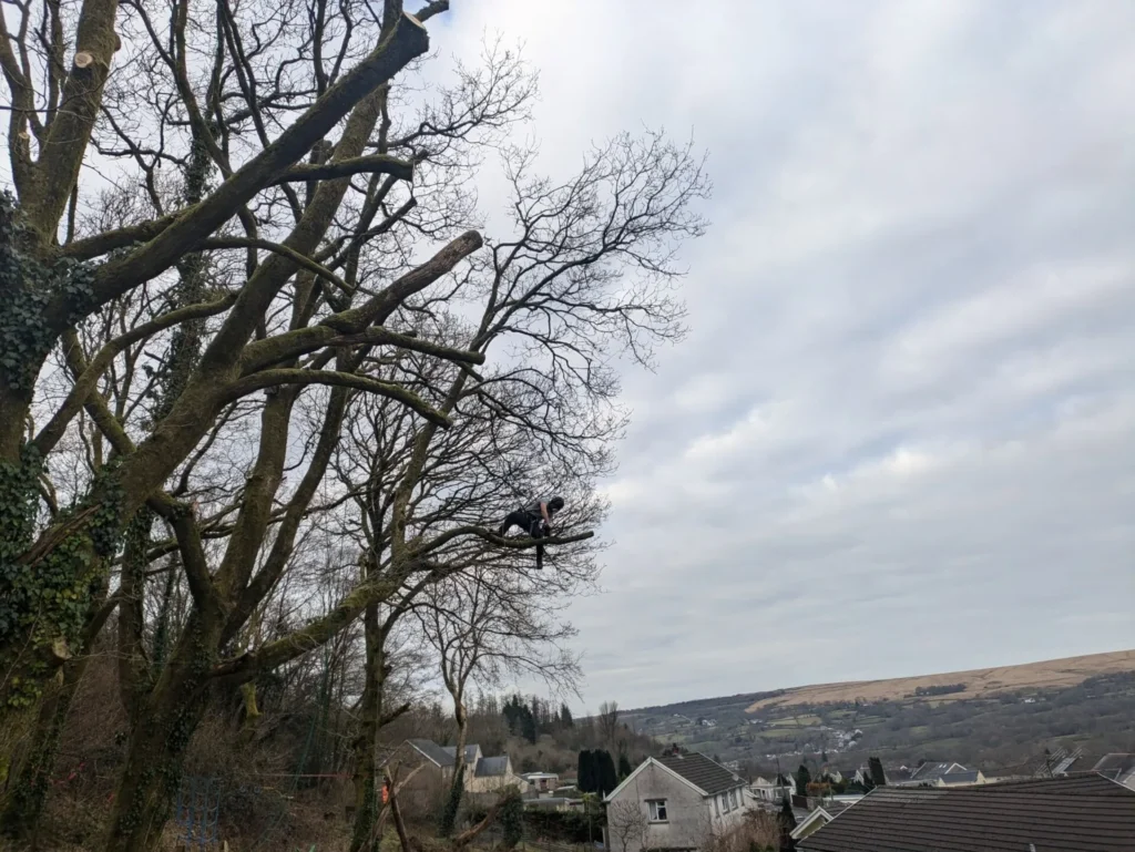 Oak Prune