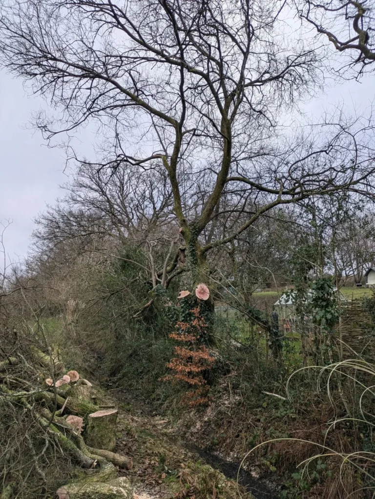 Willow Tree Side Prune4