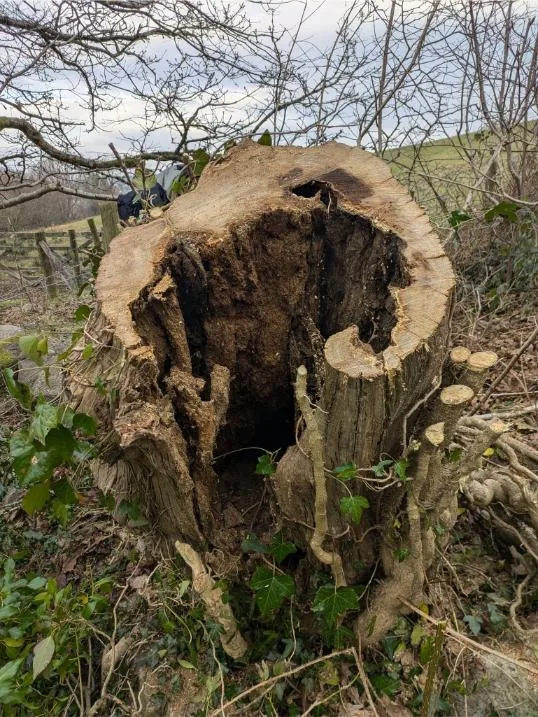 Windblown Tree Damage 1