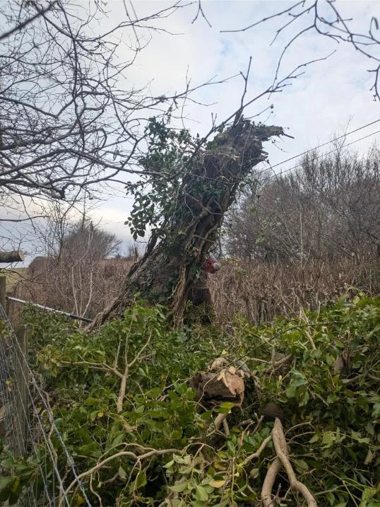 Windblown Tree Damage 3