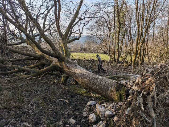 Windblown Tree Damage 5