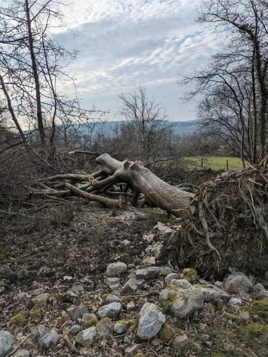 Windblown Tree Damage 6